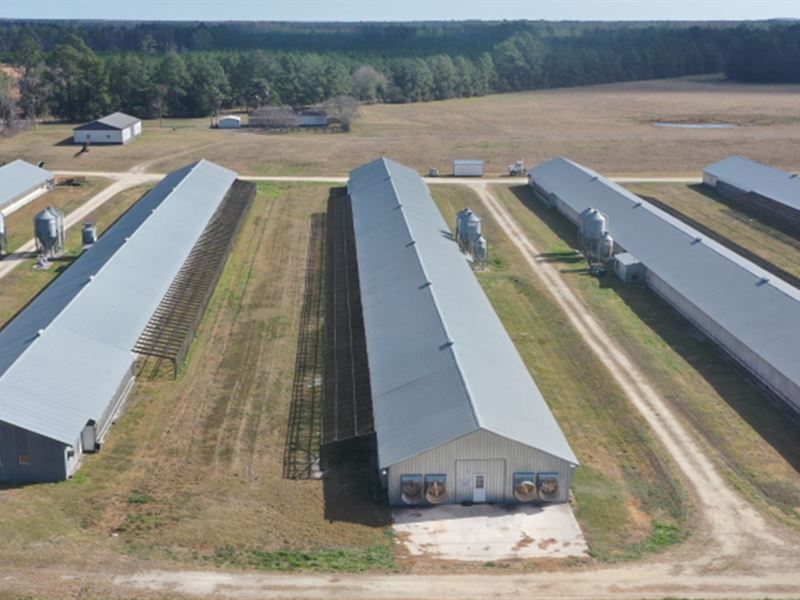 Bardin Poultry Farm : Palatka : Putnam County : Florida
