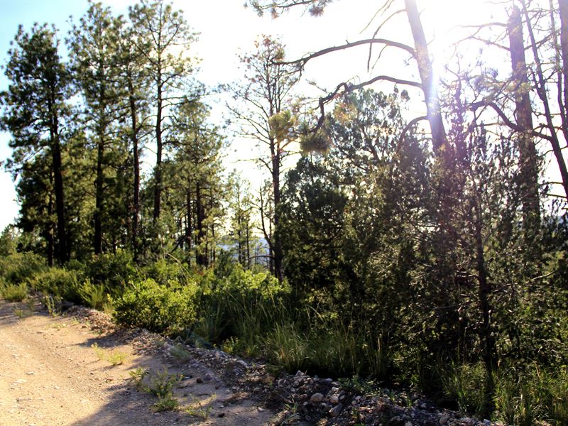 .292 Acres in Nm, Just $1 Down : Timberon : Otero County : New Mexico