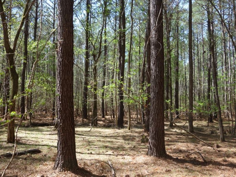 Secluded Ridgeway Timberland : Ridgeway : Fairfield County : South Carolina