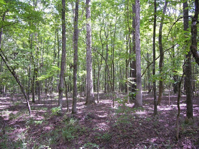 21.69 Acres Wooded : Waynesboro : Burke County : Georgia