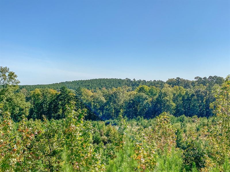 236 Acres Happy Hollow : Grapeland : Houston County : Texas