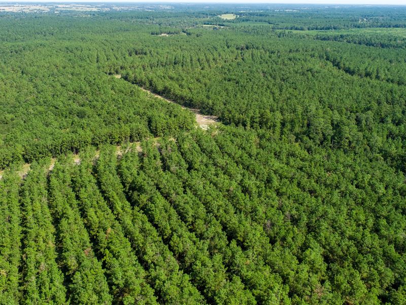 396 Acres Beyond The Lake Ranch : Crockett : Houston County : Texas