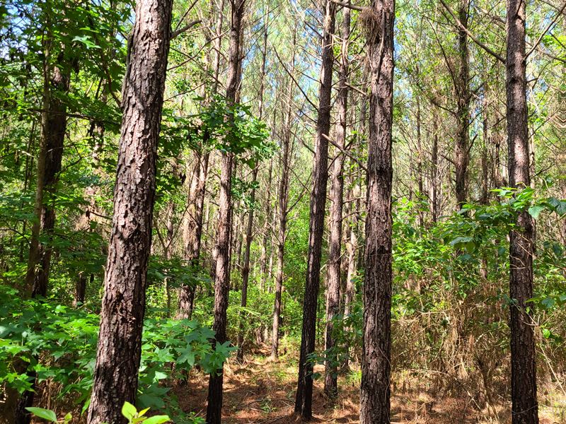 Pigeon Creek, Butler County, AL : Fort Deposit : Butler County : Alabama