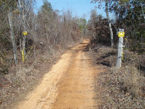 160 Ac Low-Priced Hunting Property : Sulligent : Lamar County : Alabama