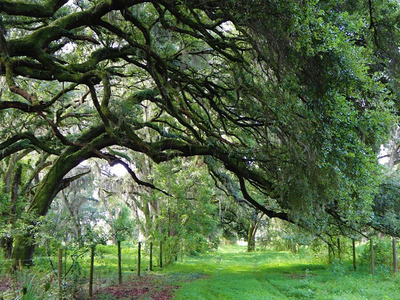 Hillsborough County Ranchette : Plant City : Hillsborough County : Florida