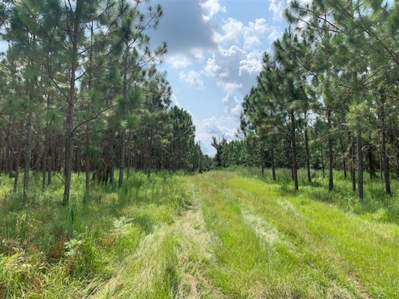 158.28 Acres Planted Pines : Live Oak : Suwannee County : Florida