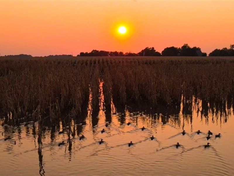 Water, Wetlands, and Waterfowl : Great Bend : Barton County : Kansas