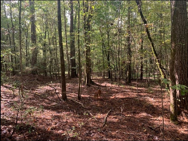 20 Acres in Lincoln County in Wesso : Wesson : Lincoln County : Mississippi