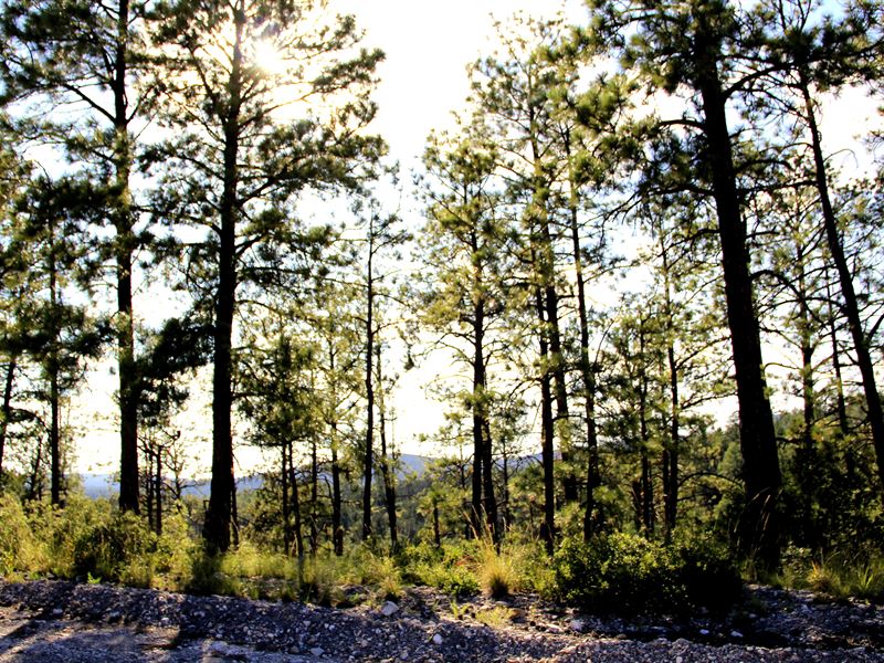 .257 Ac in NM Just $1 Down : Timberon : Otero County : New Mexico