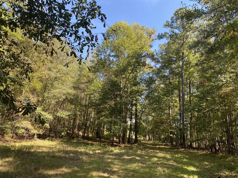 506 Acre Timber Investment Clay Cou : Goodwater : Clay County : Alabama