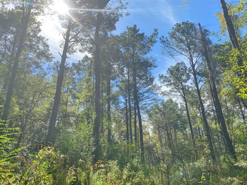 Swift Creek Tract : Autaugaville : Autauga County : Alabama
