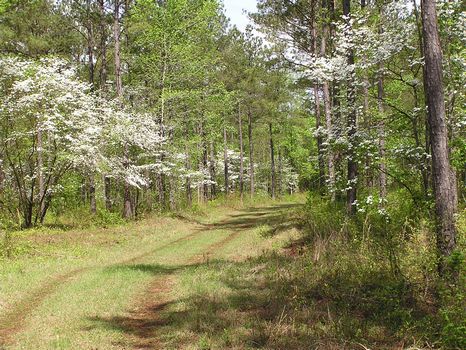 600 Acres near Macon and I-475 : Macon : Crawford County : Georgia