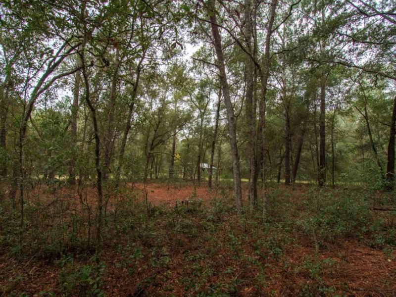 Peace and Quiet in Satsuma, FL : Satsuma : Putnam County : Florida
