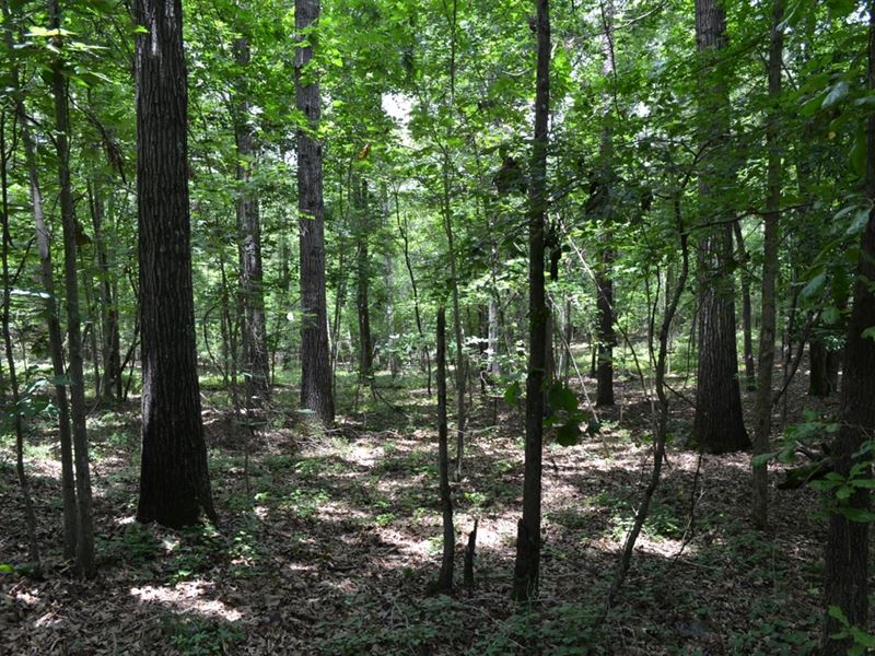 Cell Tower Income & Development : Augusta : Richmond County : Georgia