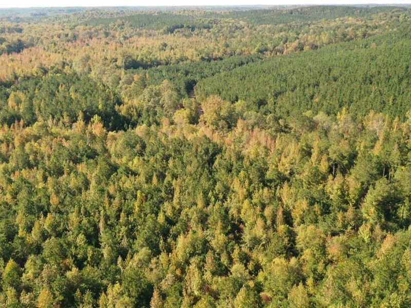Splunge Creek Hunting Tract : Smithville : Monroe County : Mississippi