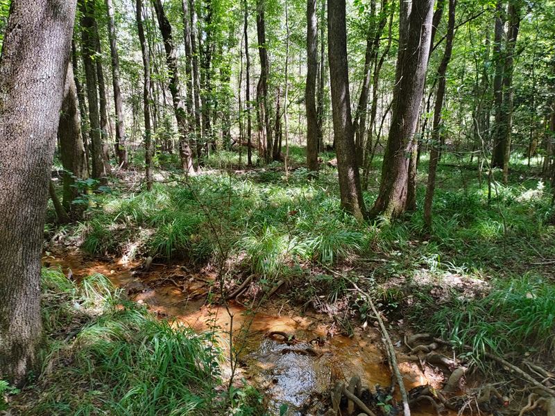 A Stream Running Through : Elba : Coffee County : Alabama
