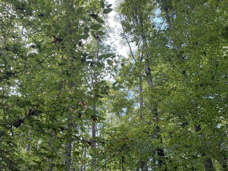 14 Acre Mini Farm in Alex City : Alexander City : Tallapoosa County : Alabama