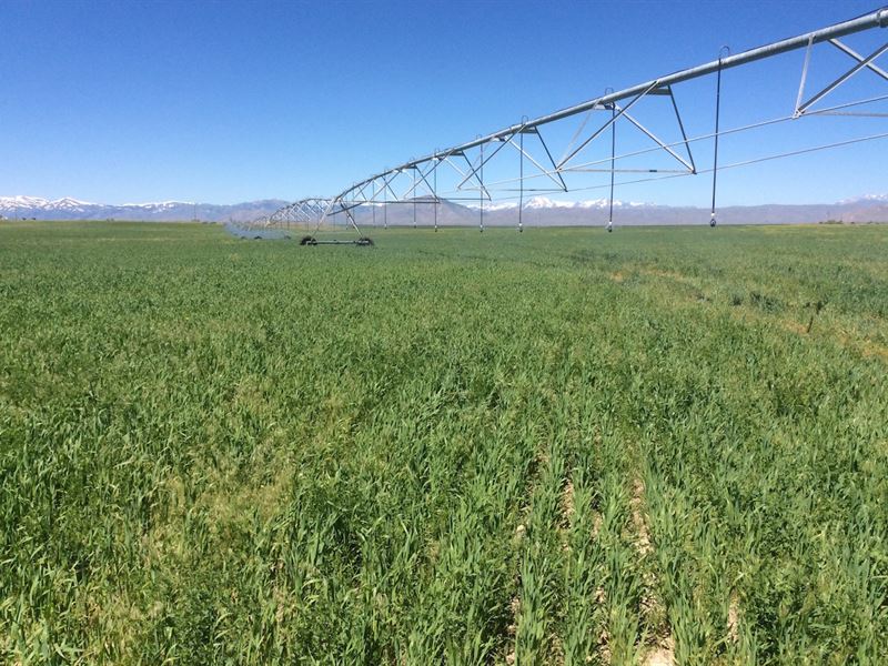 Idaho Farmland for Sale At Auction : Arco : Butte County : Idaho