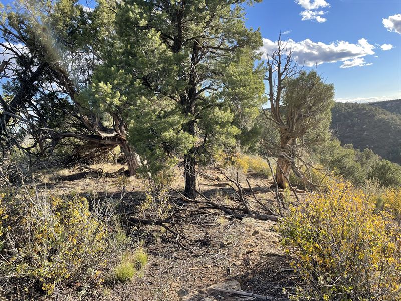 Ryman Canyon Point : Pleasant View : Montezuma County : Colorado