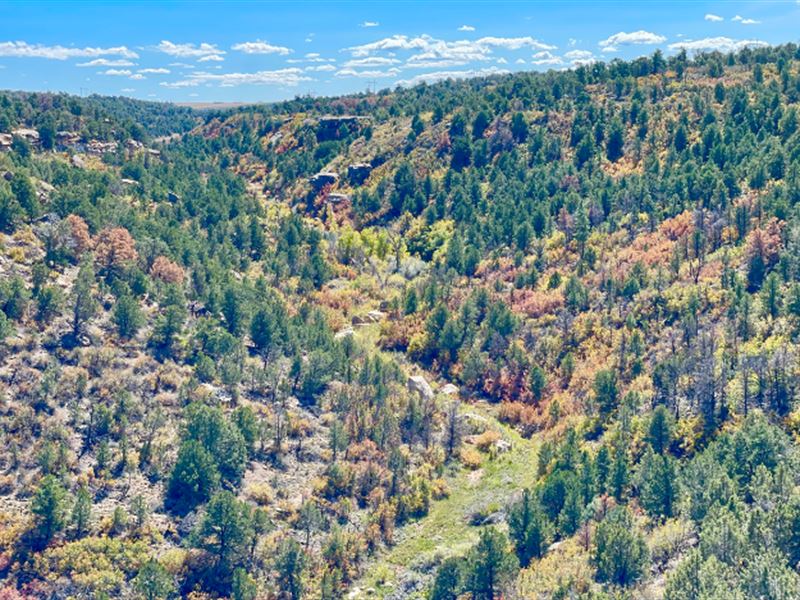 Ryman Canyon East : Pleasant View : Montezuma County : Colorado