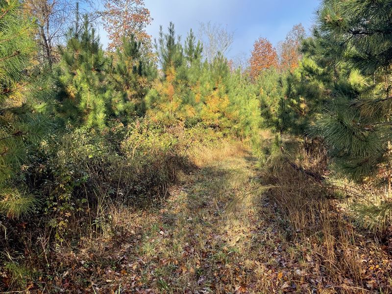 50 +/ Acres in Taylorsville, GA Land for Sale in Taylorsville