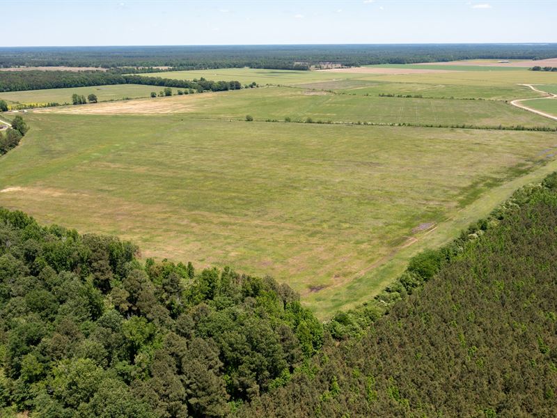 Corn and Bean Farm in Hamburg, AR : Hamburg : Ashley County : Arkansas