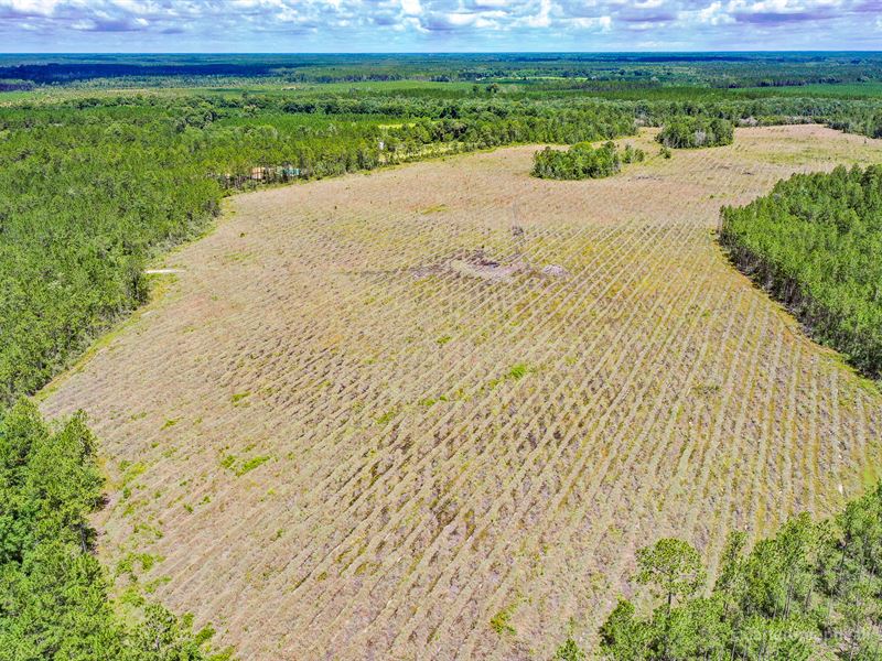 154 Acres Big House Rd : Blackshear : Pierce County : Georgia