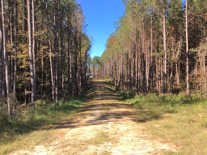 Sheep Trail Rd Tract : Brantley : Crenshaw County : Alabama