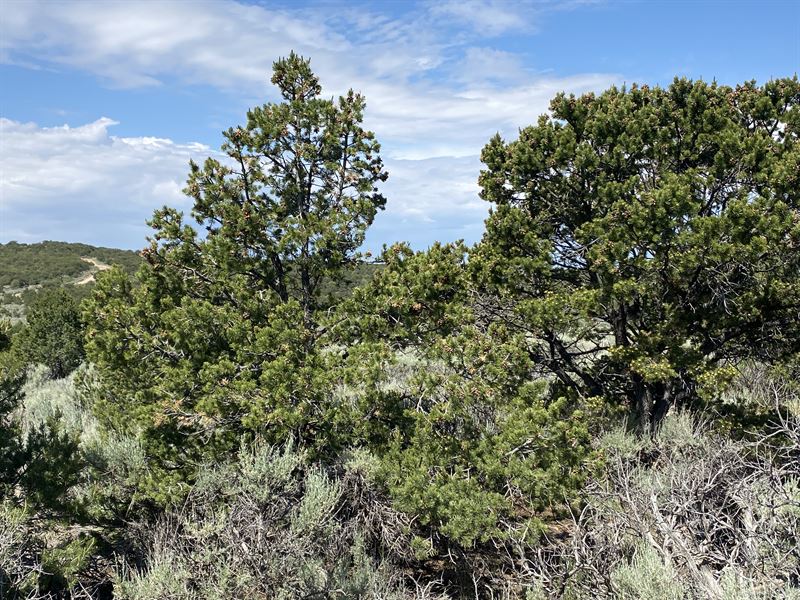 Trees and Easy Access : Fort Garland : Costilla County : Colorado
