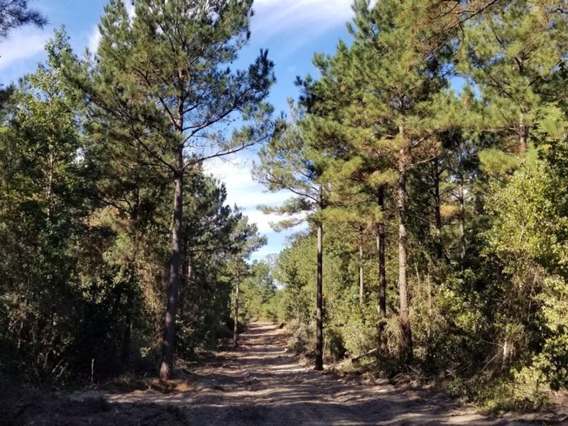 Highway 516 Homesite/Timber : Bienville : Bienville Parish : Louisiana