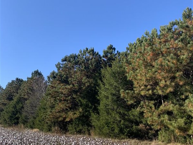 Homesite with Peace and Seclusion : Lafayette : Chambers County : Alabama