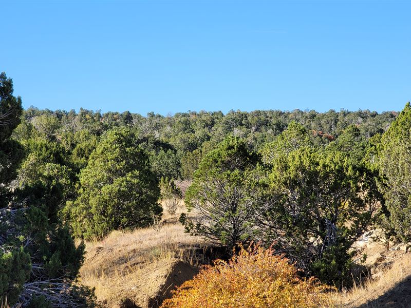 Combo of Trees and Cleared Space : Walsenburg : Huerfano County : Colorado