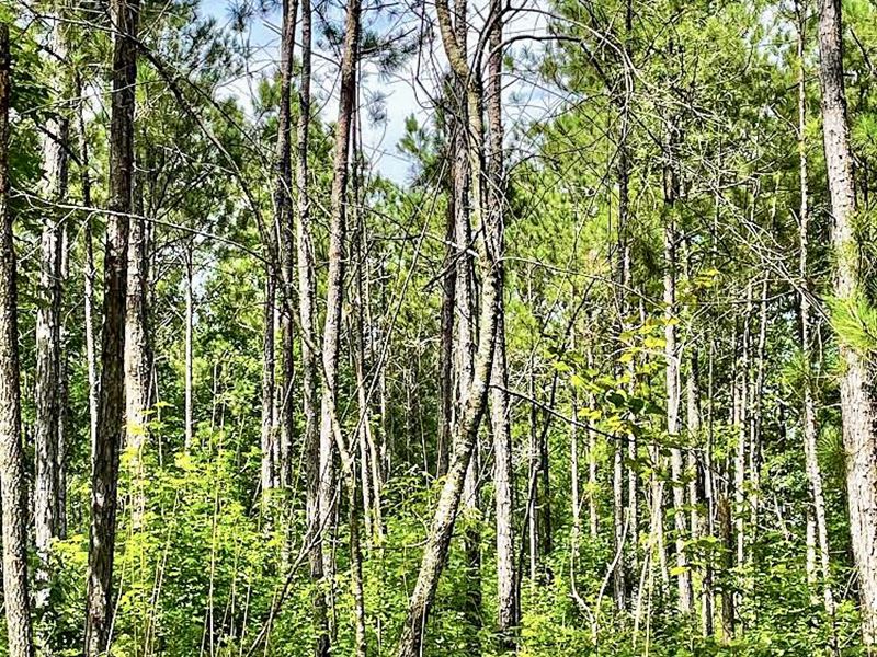 Lee Co. Timber & Game Tract : Smiths Station : Lee County : Alabama