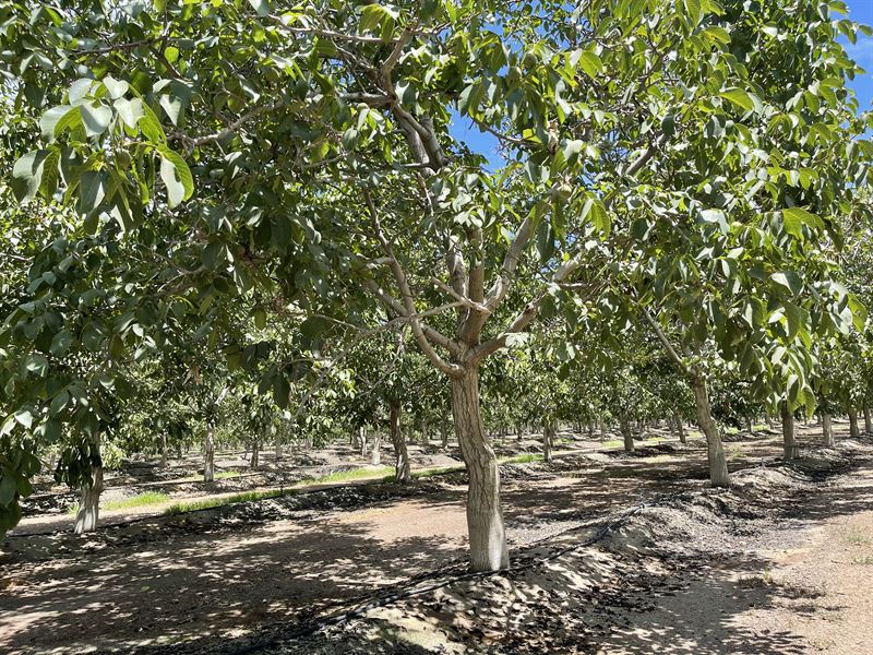 California Walnut / Pistachio Ranch : Terra Bella : Tulare County : California