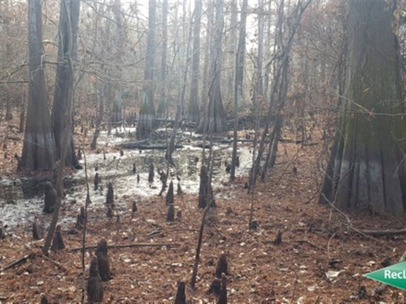 58.7 Ac, Wooded Recreational Tract : Jasper : Jasper County : Texas