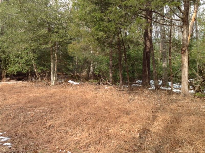 20 Acres, Commutable to DC : Nanjemoy : Charles County : Maryland