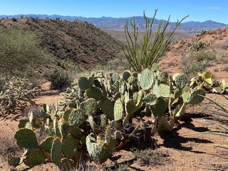 Off Grid Freedom and Privacy : Kingman : Mohave County : Arizona