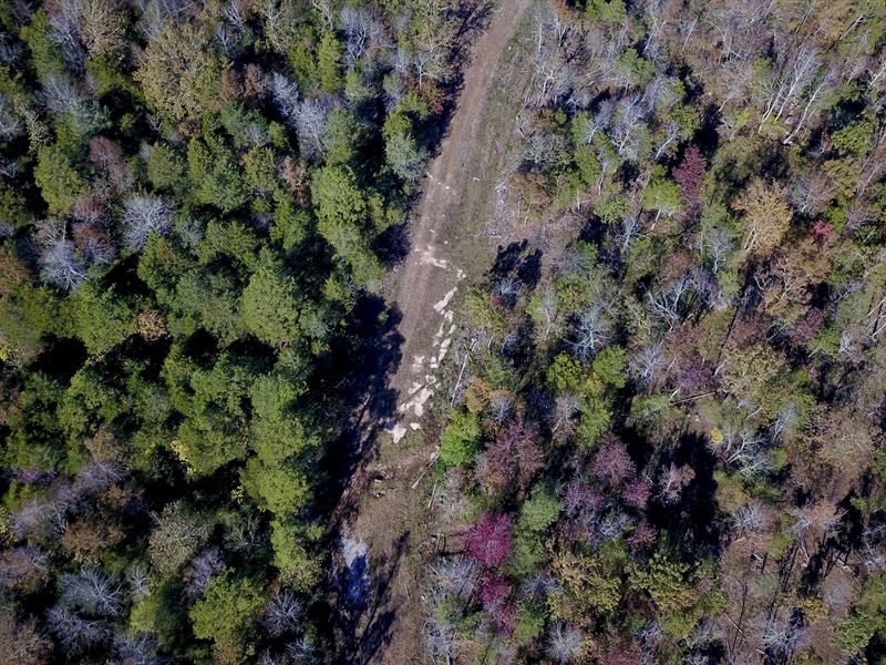 Banner Loop Timber and Recreation : Concord : Cleburne County : Arkansas