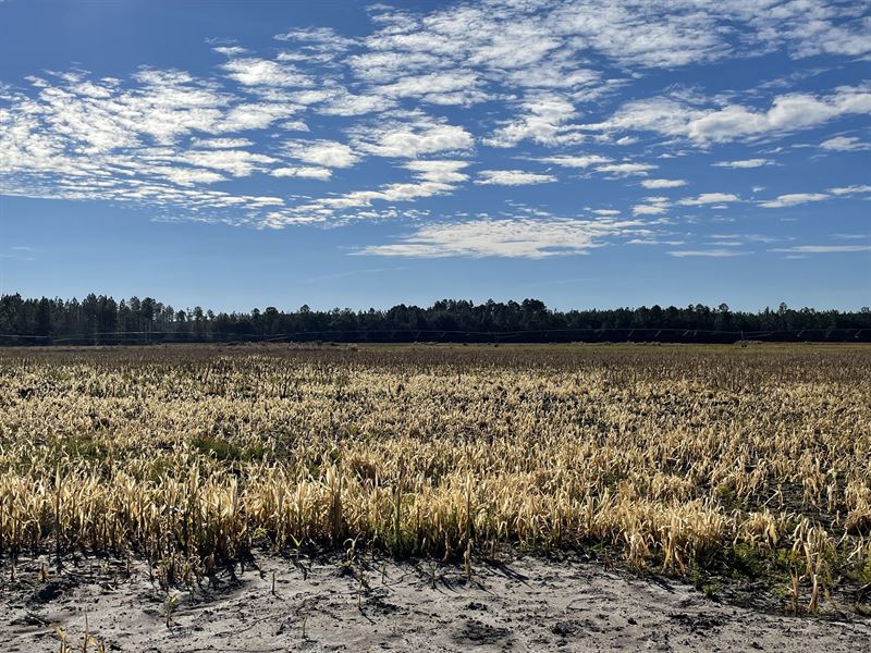 122.96 Acres on Miller Hayes Rd : Waycross : Ware County : Georgia