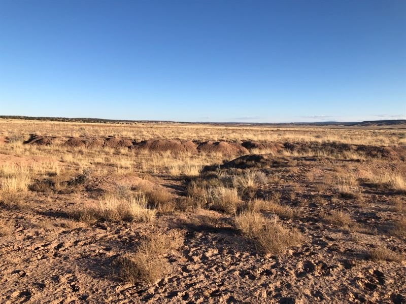St Johns, AZ 40Ac Off Grid Living : Saint Johns : Apache County : Arizona