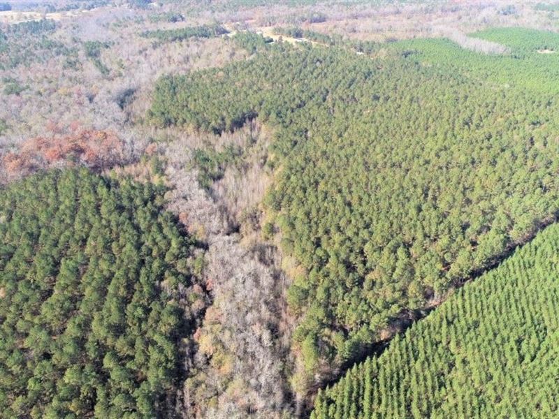 Great Hunting Retreat with Timber : Sparta : Hancock County : Georgia