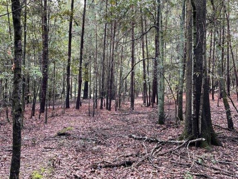 Mill Shoals Farm : Royston : Madison County : Georgia