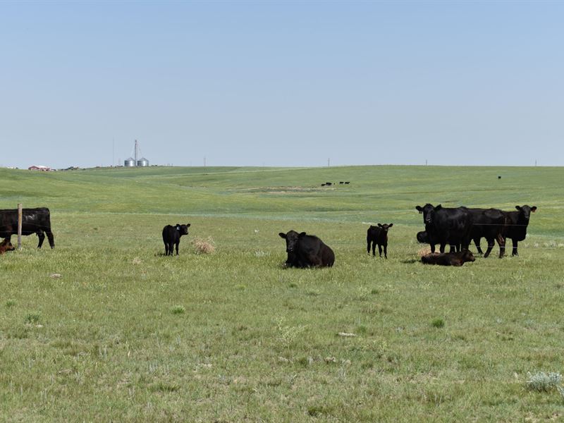 Wright's Farm and Ranch : Akron : Washington County : Colorado