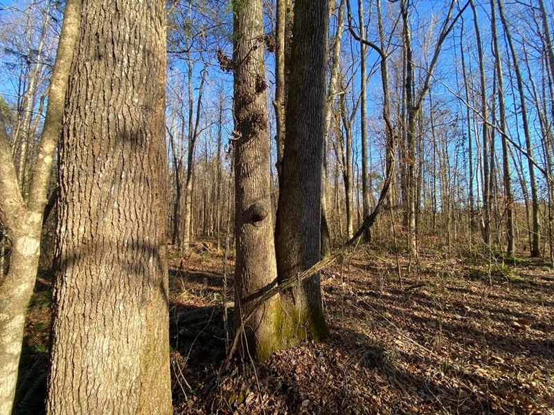 240 Acres in Webster County in Duck : Duck Hill : Webster County : Mississippi