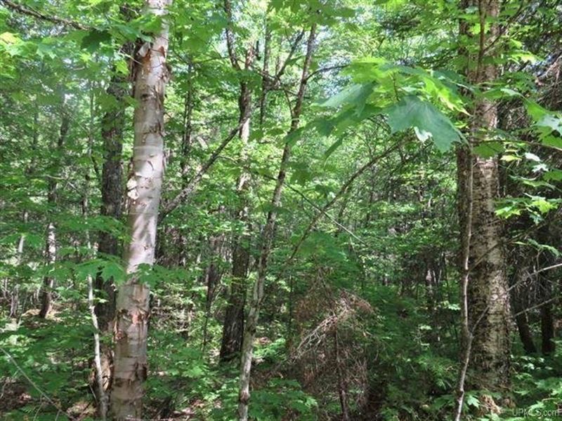 160 Acres Michigamme Highlands : L'anse : Baraga County : Michigan