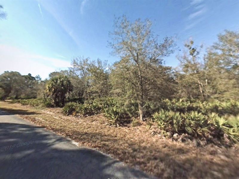 Citrus County Has Something for You : Crystal River : Clay County : Florida