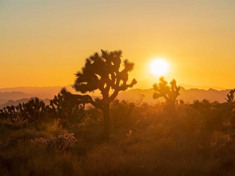 360 Degree Mtn Views on 36 Acres : White Hills : Mohave County : Arizona