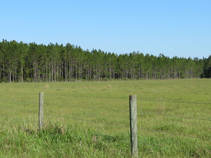 Knight Taylor Ranch South Tract : Tennille : Taylor County : Florida