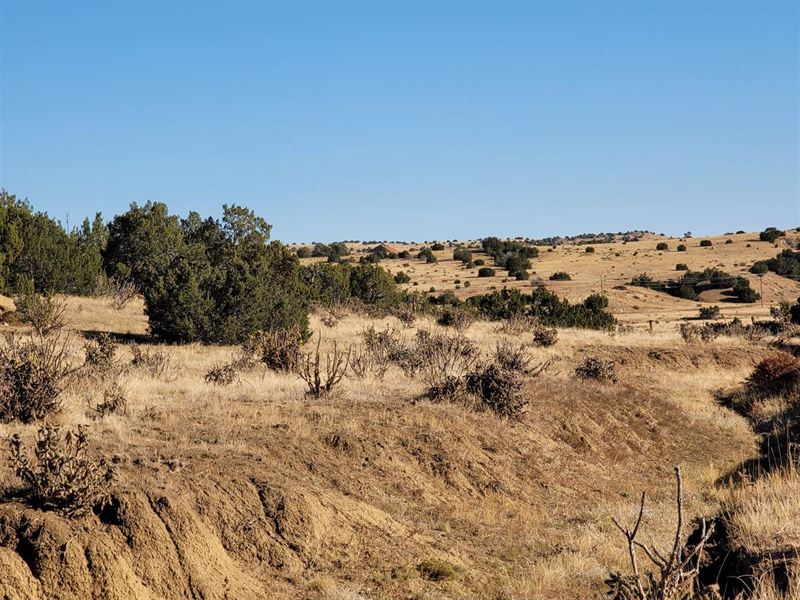 Combo of Trees and Cleared Space : Walsenburg : Huerfano County : Colorado