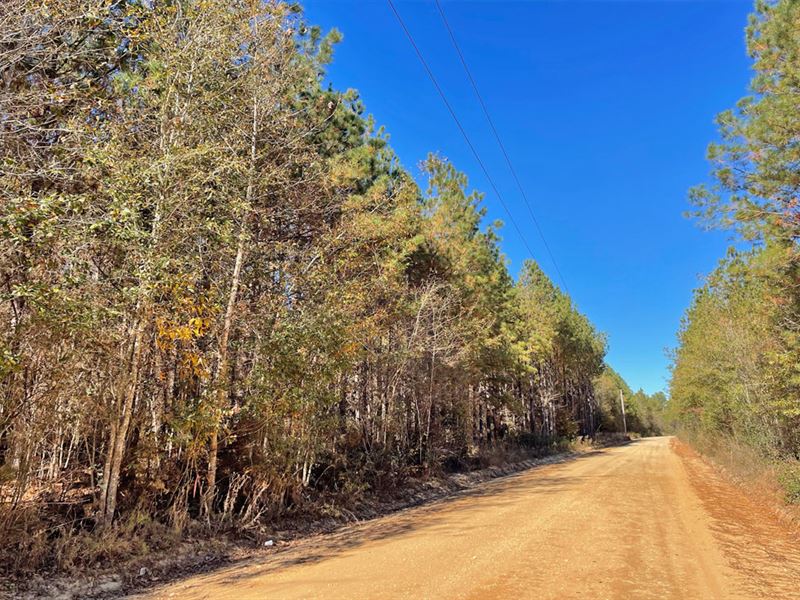 Antioch Church Road Tract : Millry : Washington County : Alabama